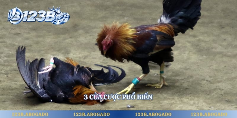 3 cửa cược phổ biến