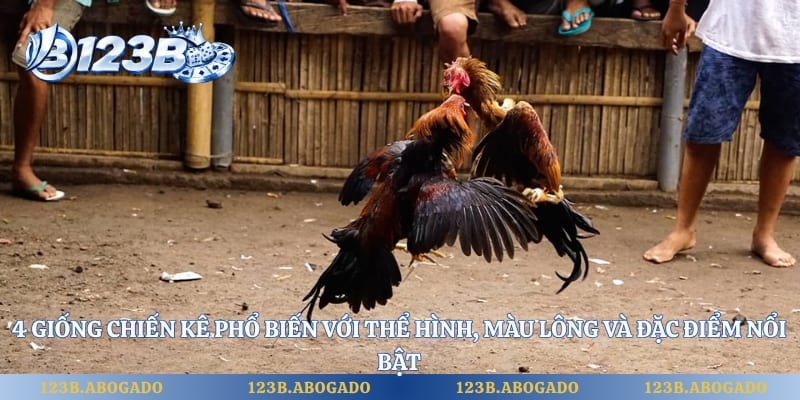 4 giống chiến kê phổ biến với thể hình, màu lông và đặc điểm nổi bật
