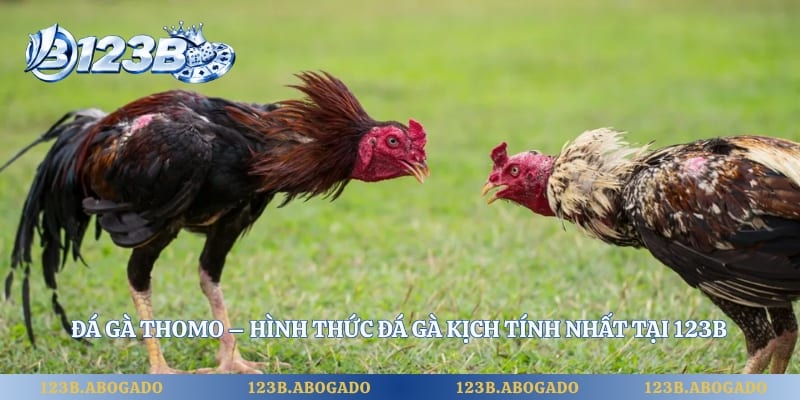 Đá Gà Thomo – Hình Thức Đá Gà Kịch Tính Nhất Tại 123B